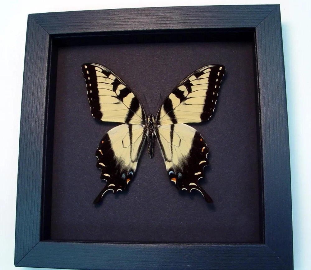 Papilio Glaucus Tiger Swallowtail Real Framed Butterfly Moonlight Display