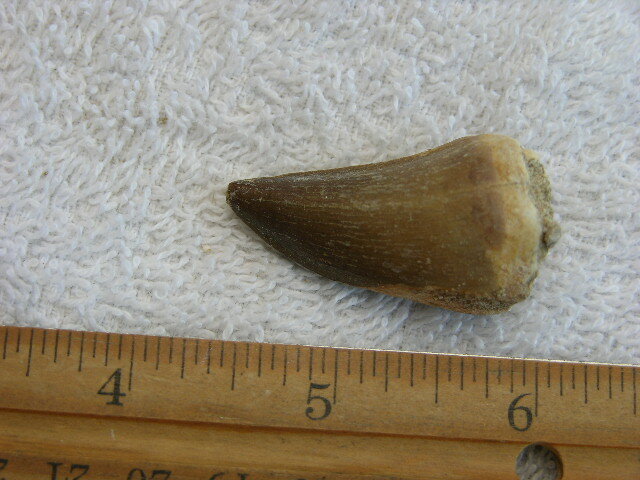 Dinosaur tooth bigger Mosasaurus 1.5-2 inch SA79
