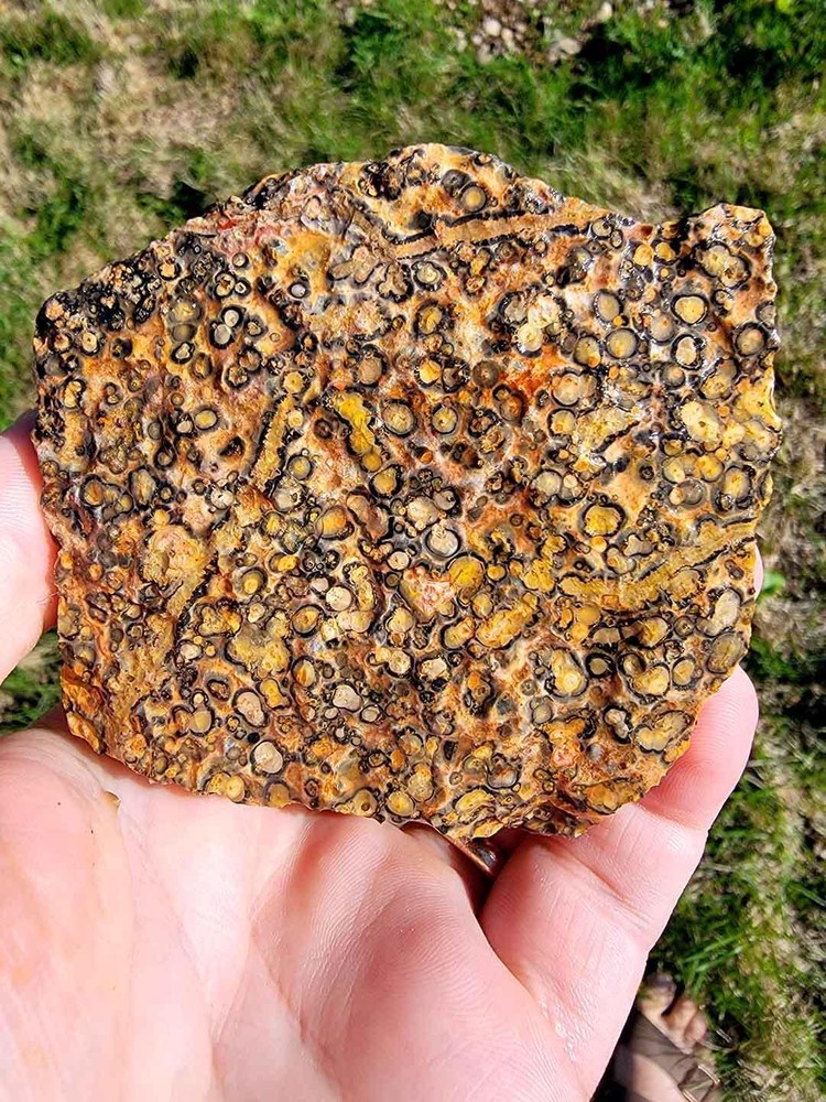 Random Pull Mexican Leopard Skin Rhyolite Rough!