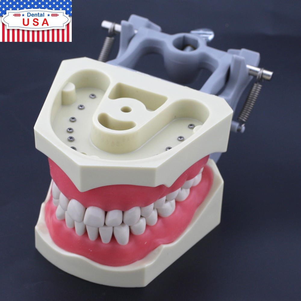 Columbia Dentoform 860Type Dental Typodont Exam Prep Model 32pcs Removable Teeth