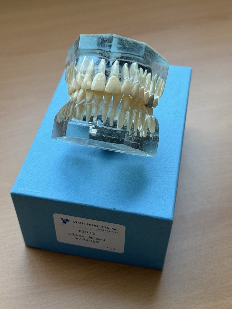 Viade Clear Teeth with Hinge Model - #2072