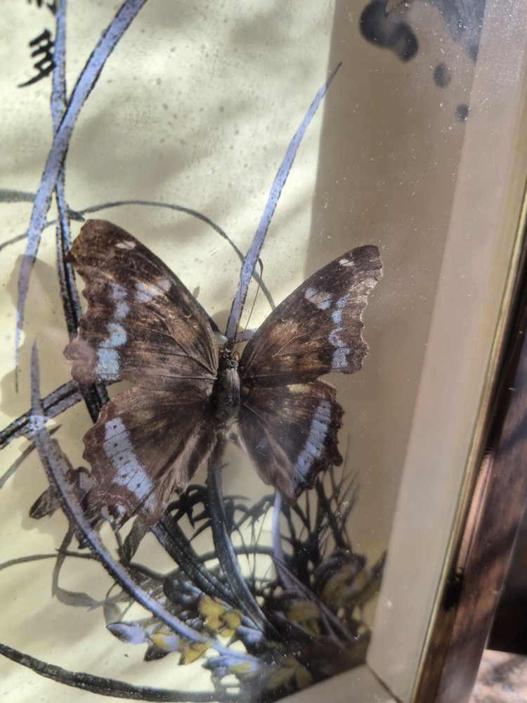 3 Real Framed Butterflies