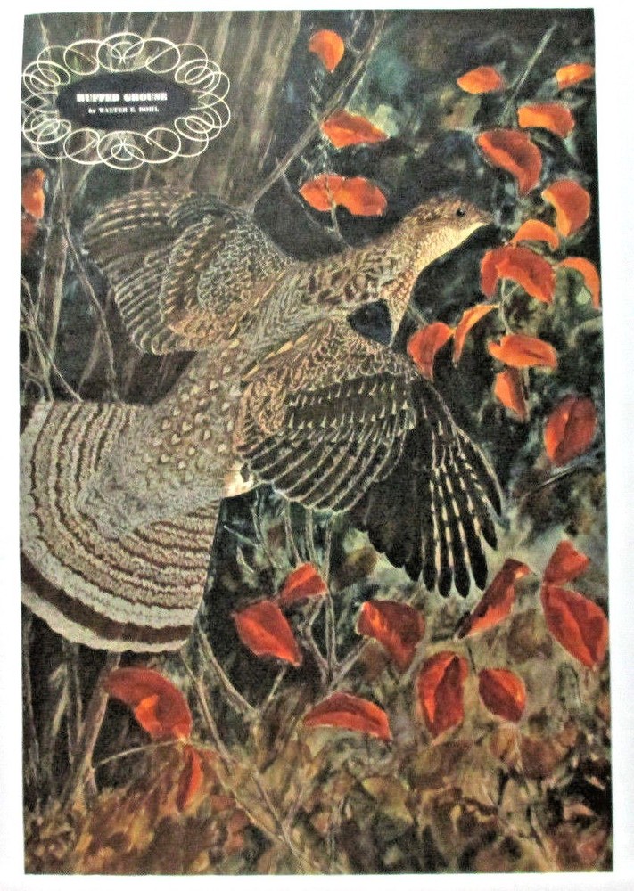 1940's WALTER BOHL PRINT PAGE, HUNTING RUFFED GROUSE