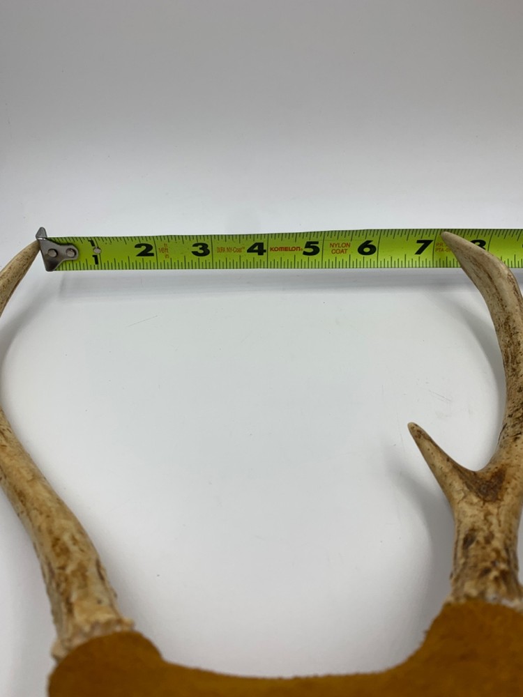 Mounted White-Tail Deer Antlers