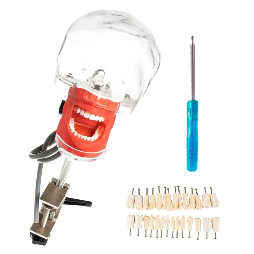 Dental Simulator Phantom Head with Teeth Simple Head Model for Teaching Training