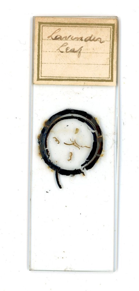 Antique glass Microscope slide Lavender Leaf sample #63