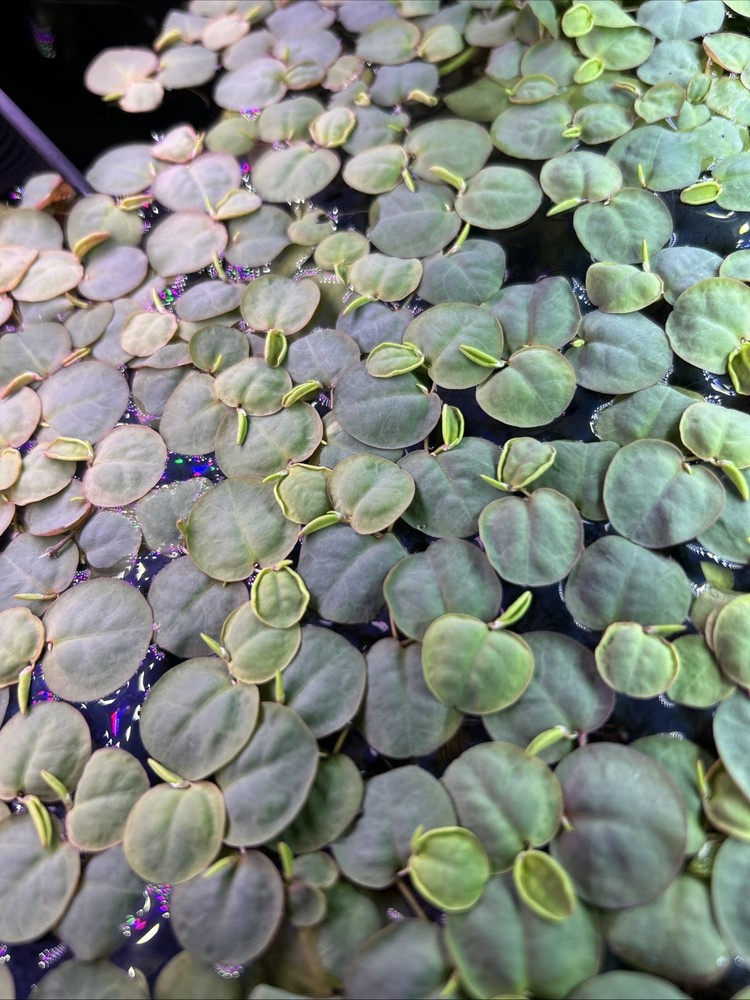 Red Root Floaters-8 in. Portion-Aquarium Plant