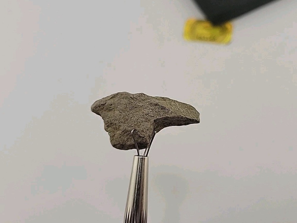 Fossilized Raptor Talon Dinosur Permineralized Fossil