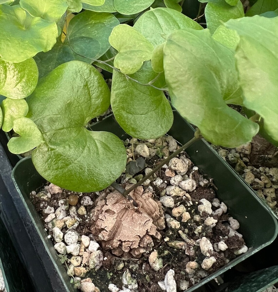 Dioscorea elephantipes