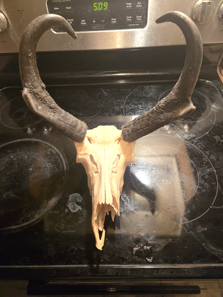 PRONGHORN ANTELOPE EUROPEAN SKULL MOUNT