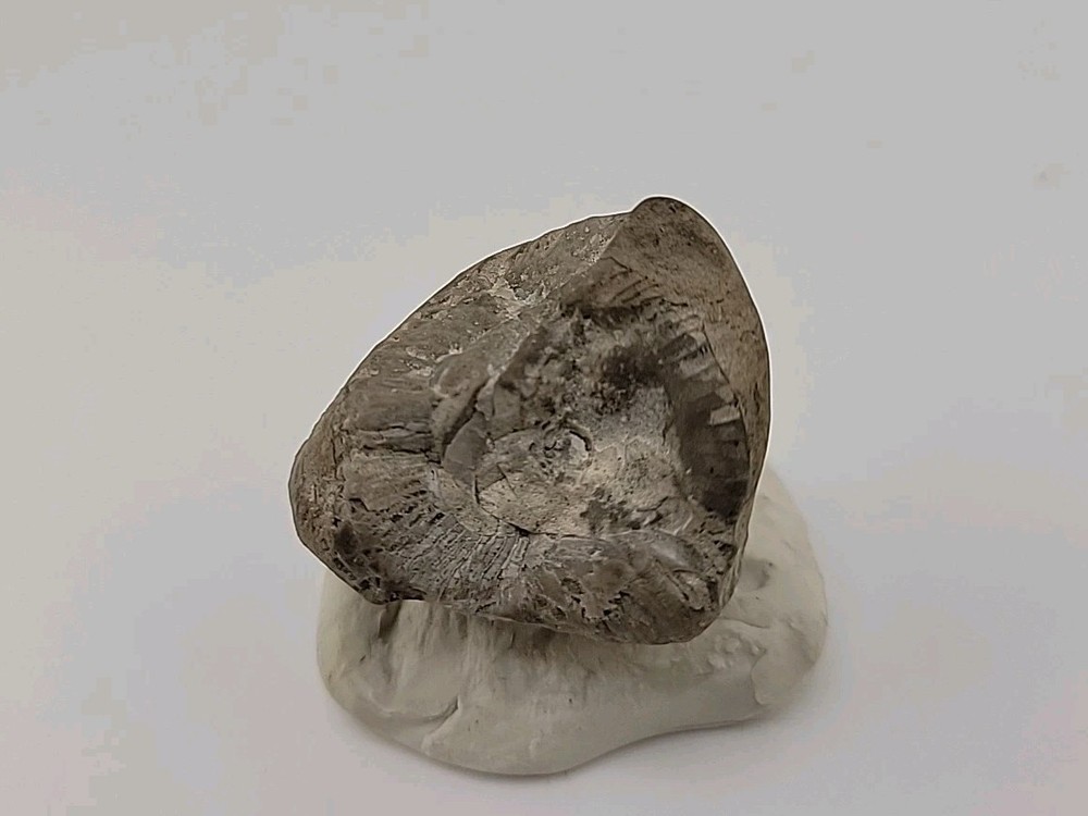 Egg Fossil Permineralized