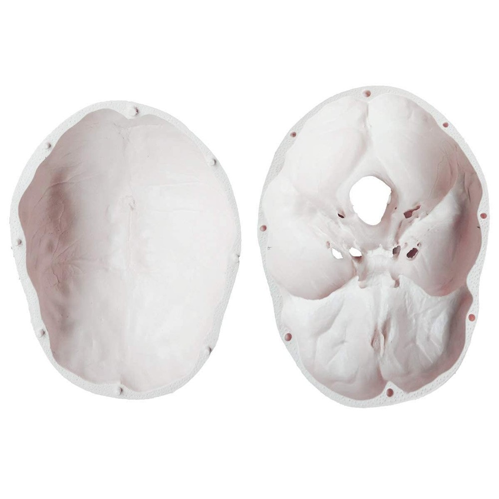 High-Quality Anatomical Human Skull Model with Removable Cap for Students