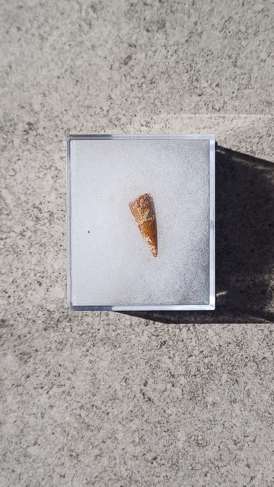 Fossil Fish Tooth From Morocco