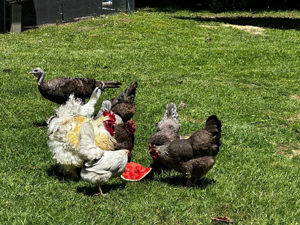 Frizzle BYM Hatching Eggs x12++