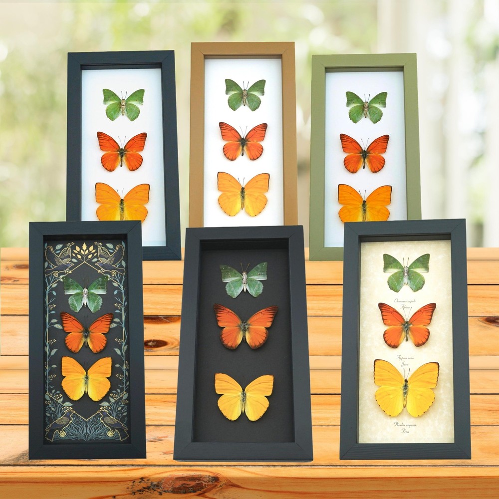 Real Framed Butterfly Eastern Black Swallowtail Papilio polyxenes Moonlight
