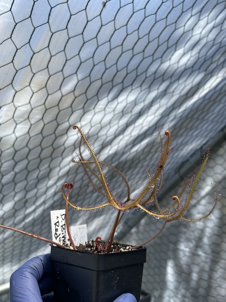 Seeds-Drosera Binata, “Red”, Forked Leaf Sundew, Small Form, Carnivorous Plant.
