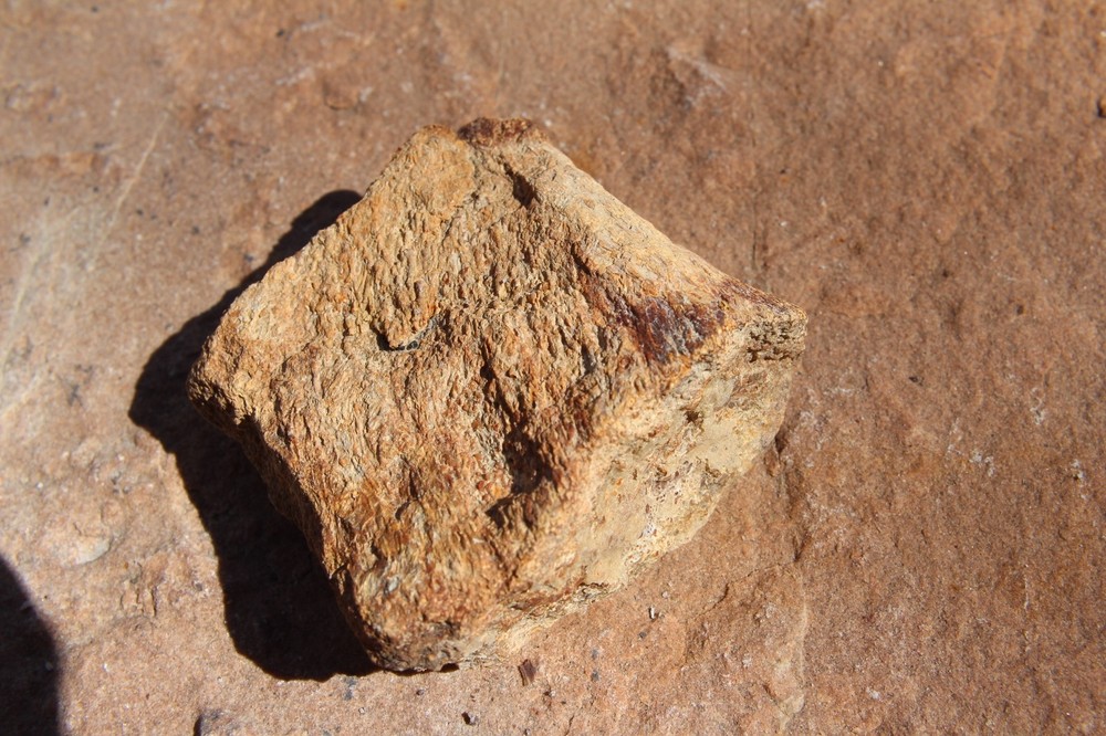 Dinosaur Bone, Lab Grade, Medium Bones, 2.5" to 3.25"