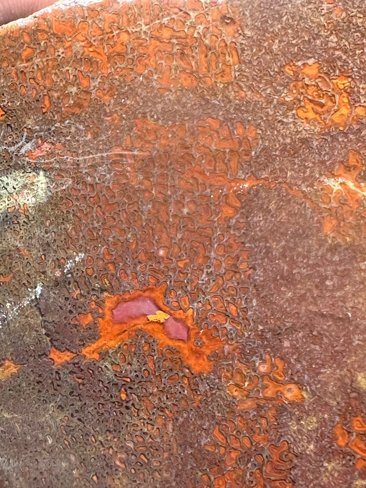 Dinosaur gem bone rough **hxtled large slab.