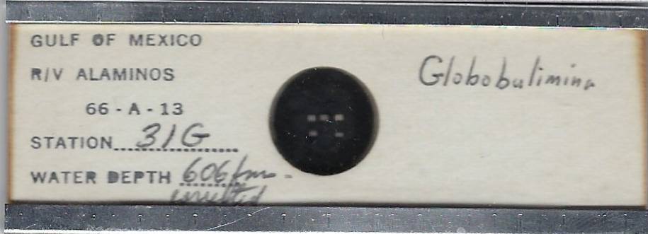 Foraminifera Globobulimina sp. Microfossil Microscope Slide