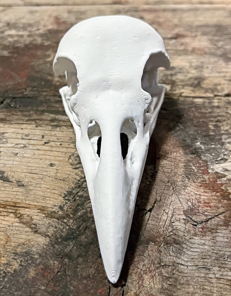 Raven Skull Replica