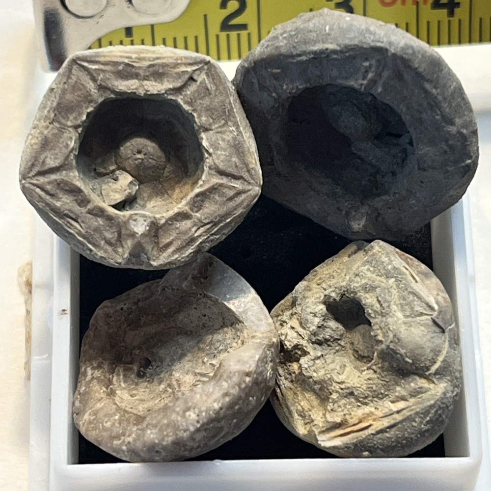 Crinoid Caps #18