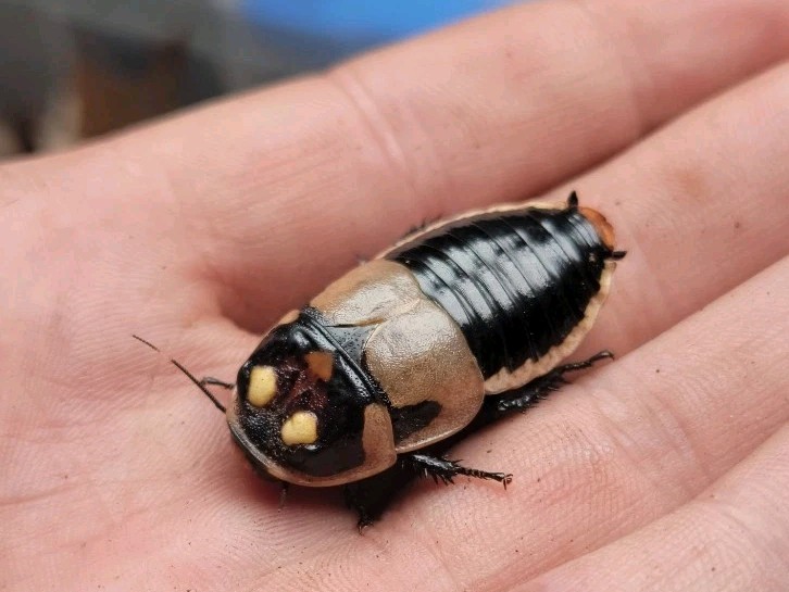 Glowspot Roach (Lucihormetica subcincta) 10 Ct