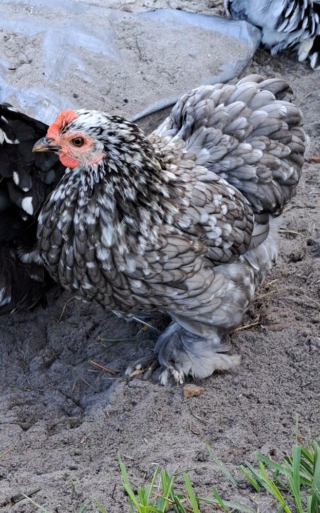 1 Dozen Bantam Cochin Hatching Eggs
