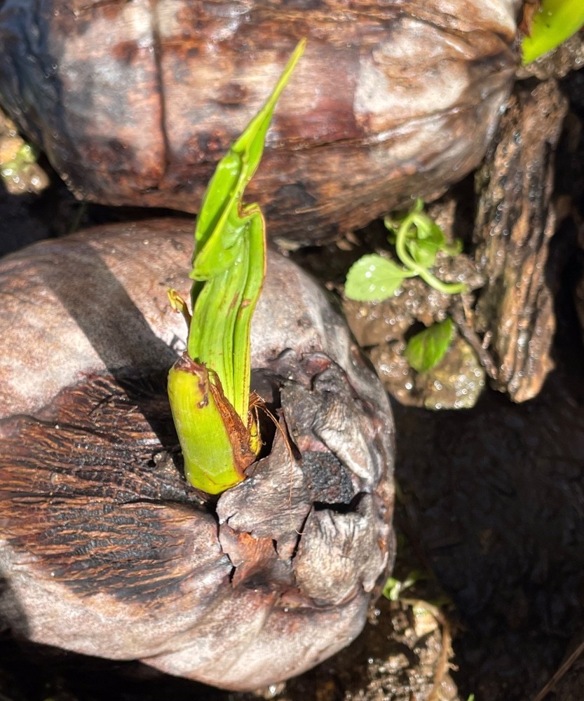 Dwarf Organic Coconut seeds sprouted 2