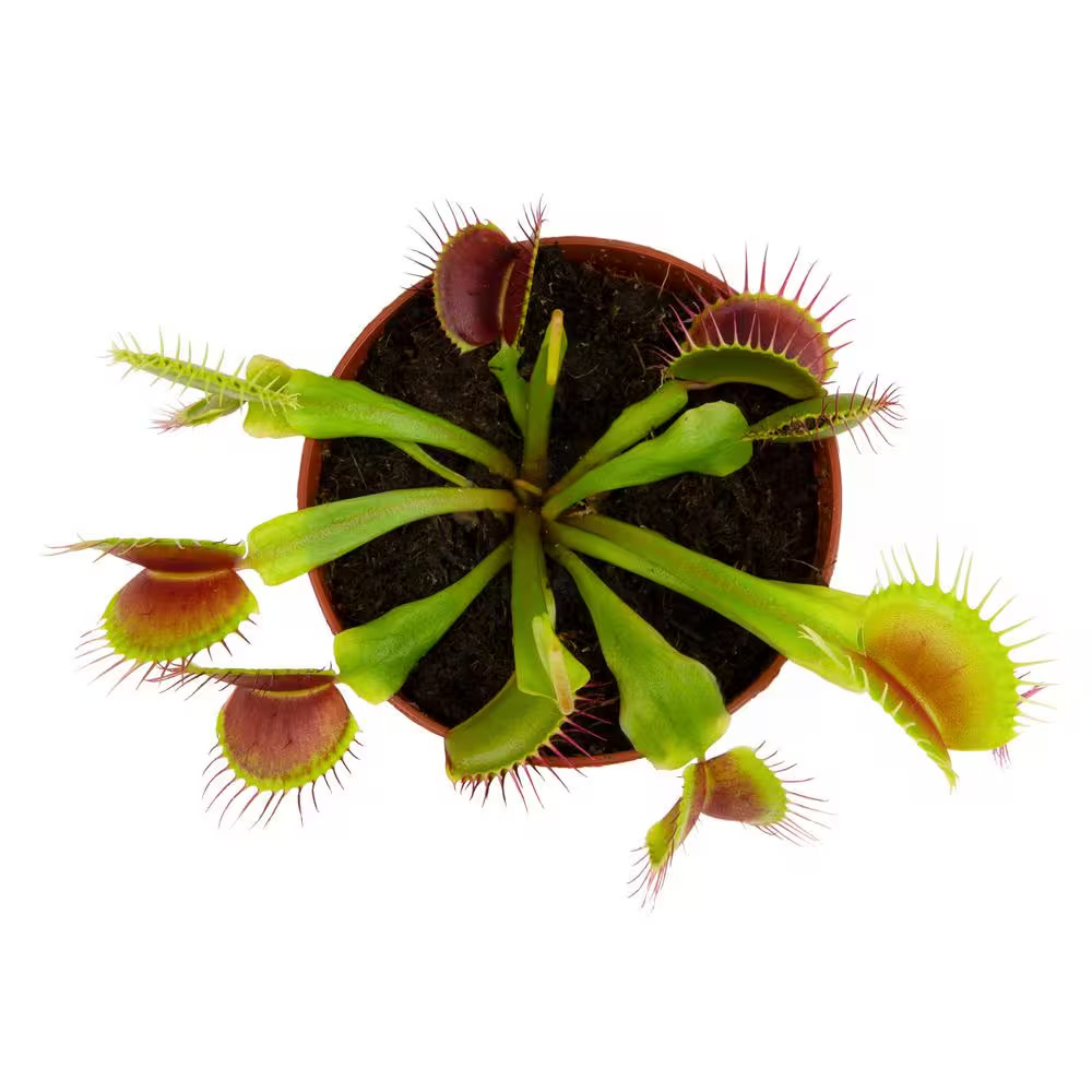 3 In. Venus Fly Trap