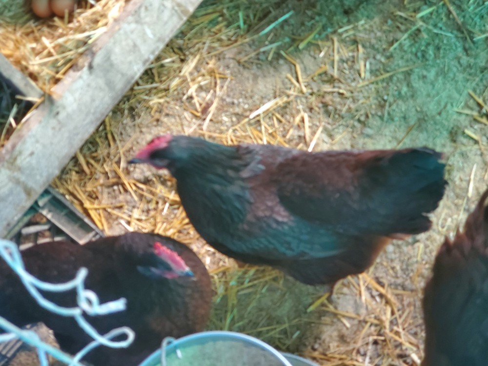 12 Exhibition Rhode Island Red Hatching Eggs