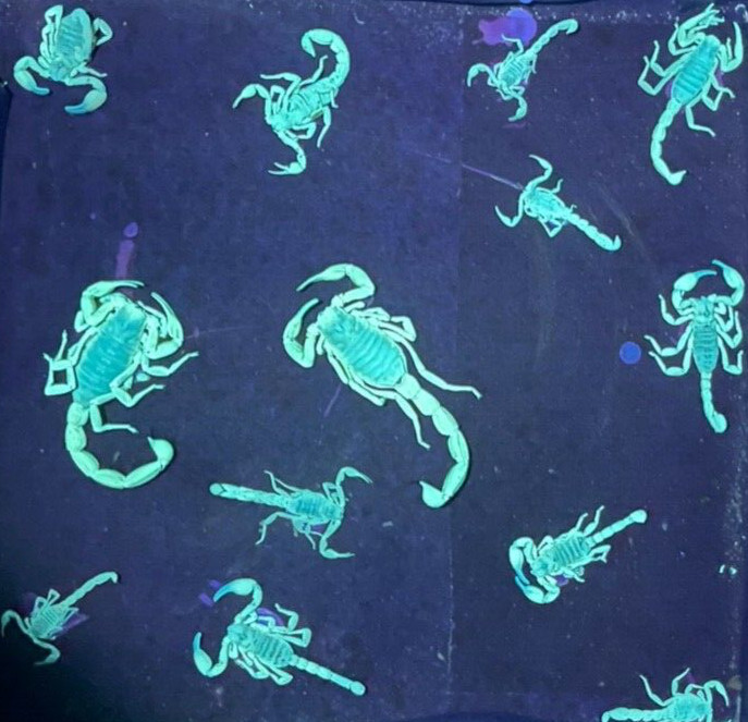 SEE FLUORESCING SCORPIONS in a SPECIAL VIEWING BOX - Includes BLACKLIGHT L@@K!