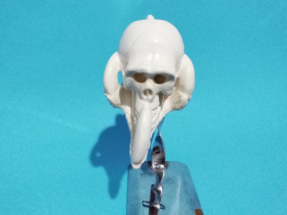clawed skull Cryz Cafer