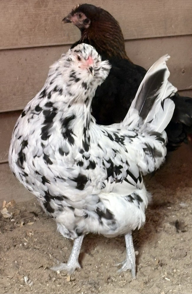 6 Ermine Ameracauna Hatching Eggs