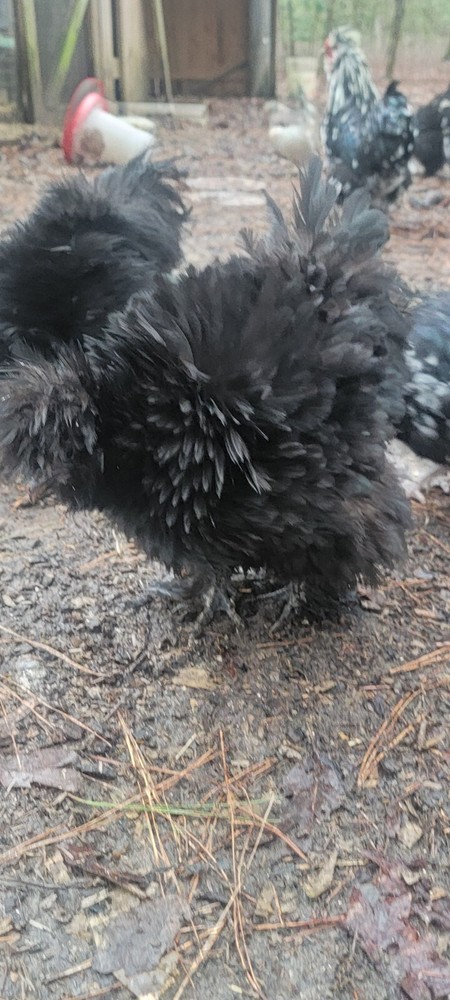 mottled silkie hatching eggs