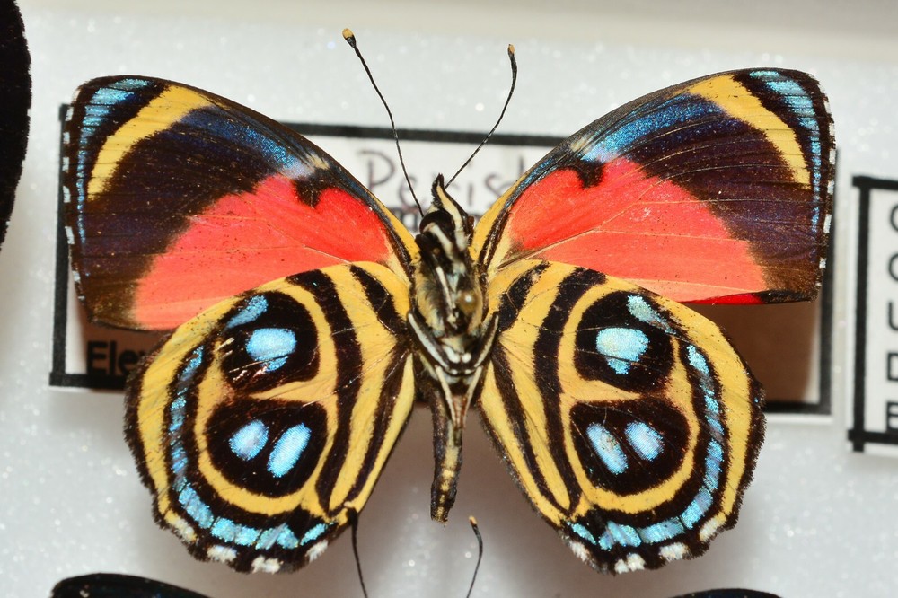 Callicore peristera - Peru - Unmounted - Ships from USA