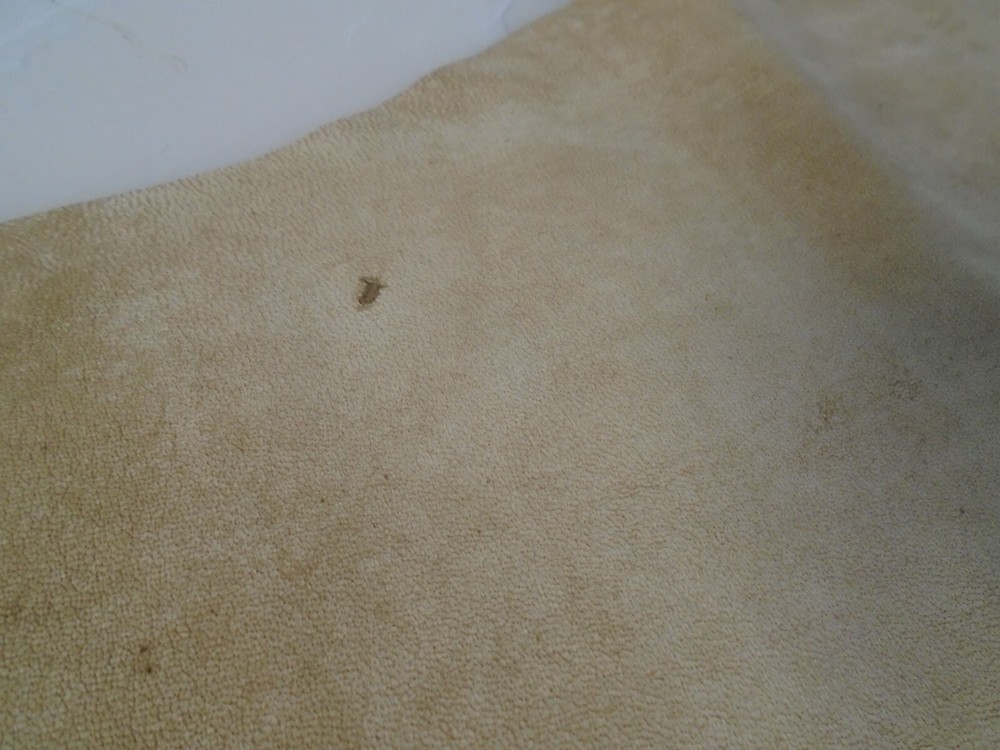 Suede Sheep Leather # 0018424 Row XX
