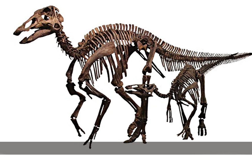 Genuine Hadrosaur dinosaur fossil