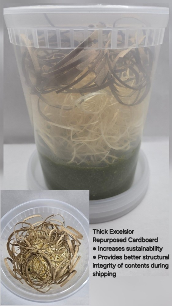 Easy Dispense Flightless Fruit Fly (Melanogaster/Small Fly)