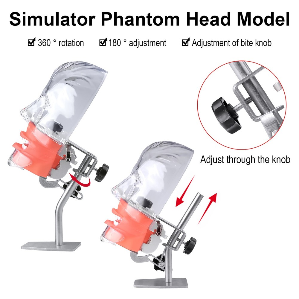 Dental Training Simulator Manikin Phantom Head Model 28 Teeth Put on Desk Table