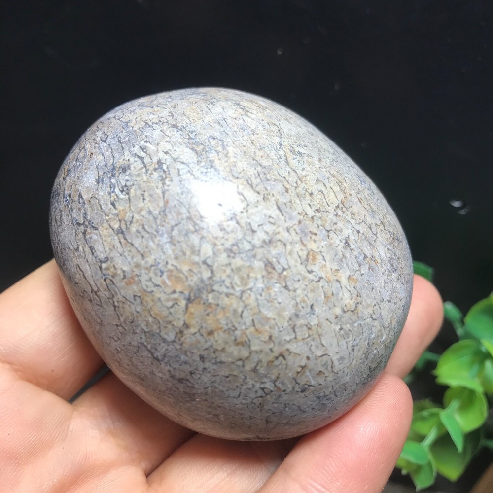 148g polished dinosaur bone specimen Madagascar 10