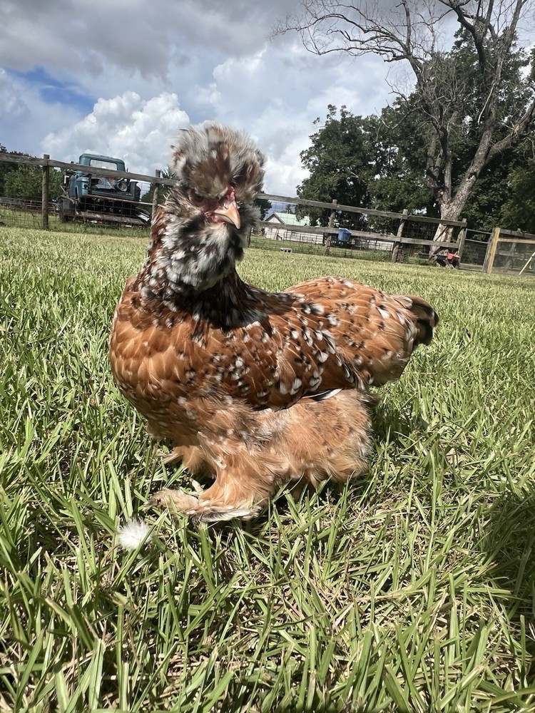 6+ Millie Fleur Silkie Hatching Eggs NPIP