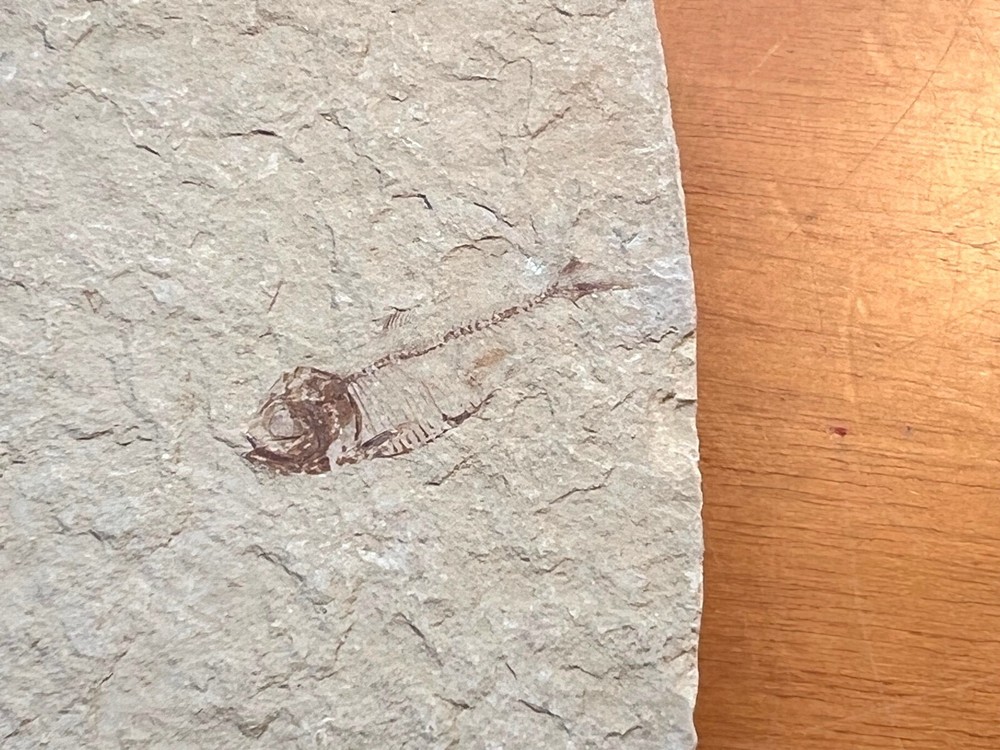 FISH FOSSIL in Sedimentary Rock!