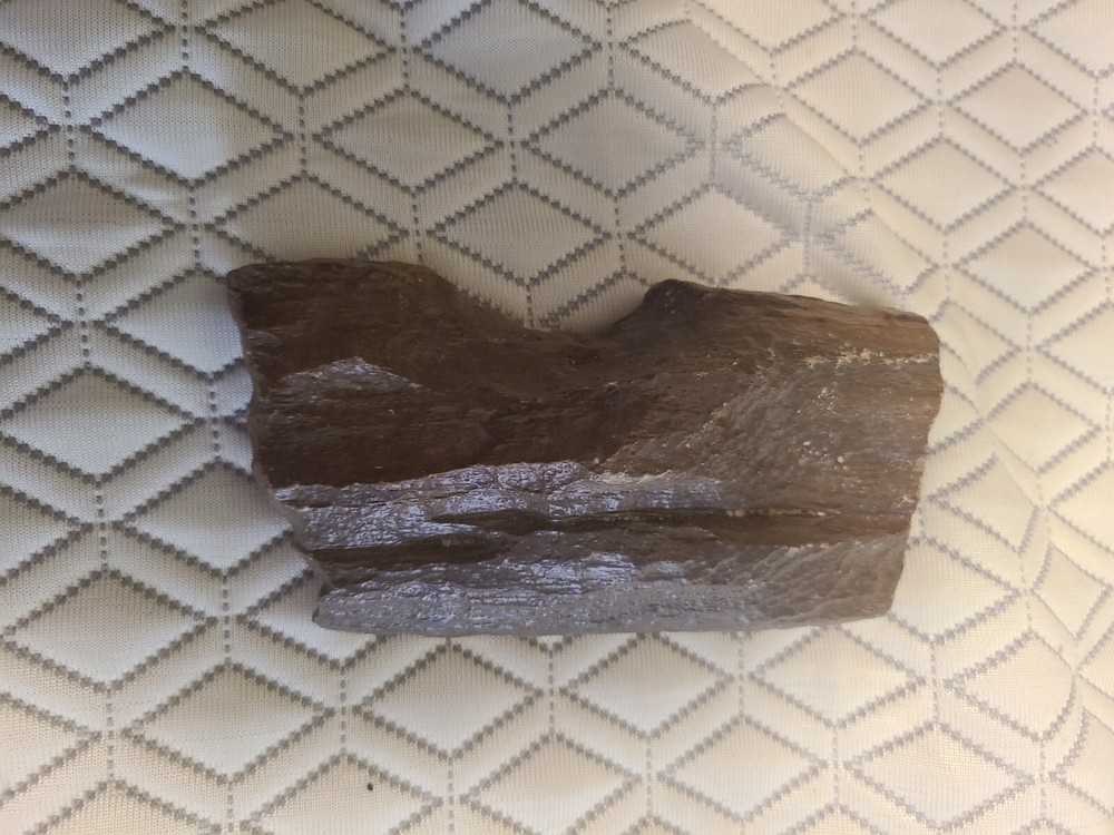 5" Piece of Petrified Wood
