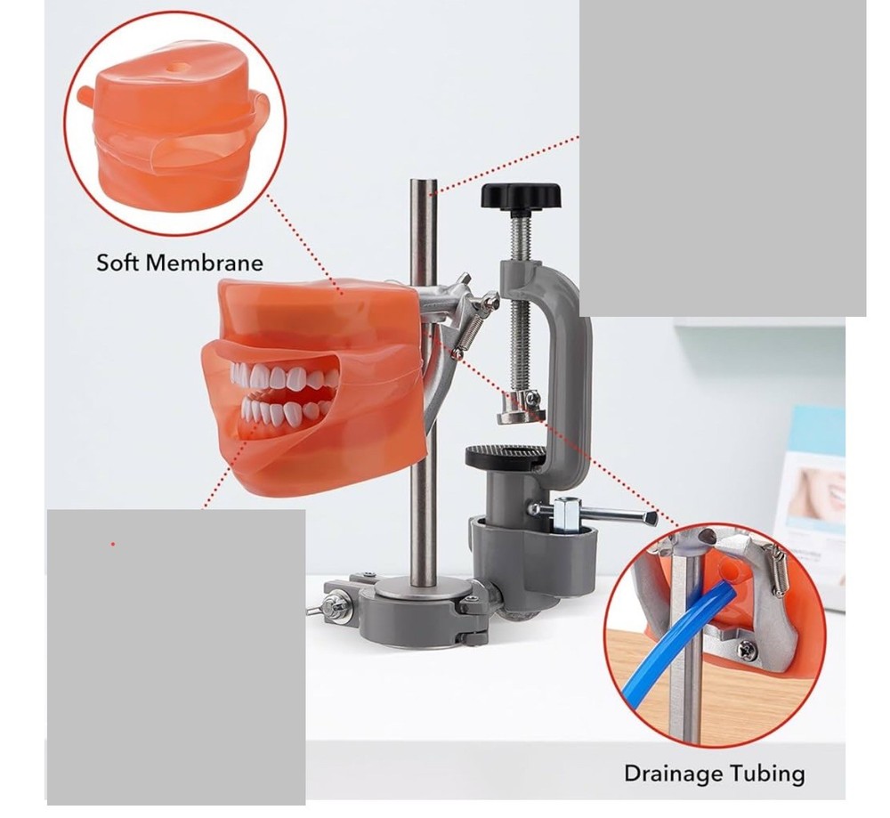 Dental Simulator Mannequin Head Teeth Model Teaching Practicing Head Mold desk