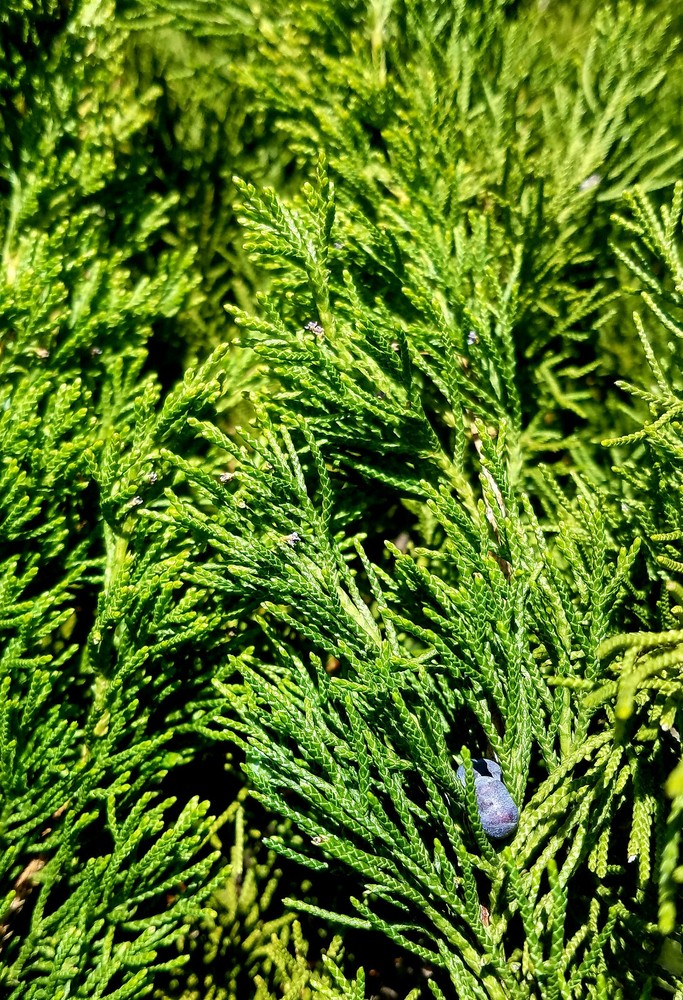 JUNIPER SMUDGE SAINING, Celtic, Irish, Scots, Blessing, Purification!