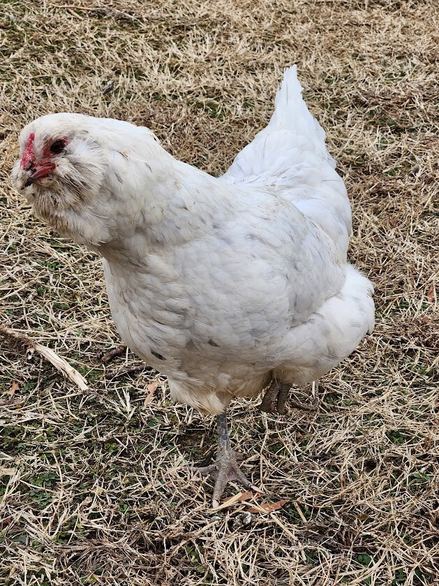 6 Lavender, B/B/S Ameraucana & Orpington (Easter Egger) Chicken Hatching eggs.