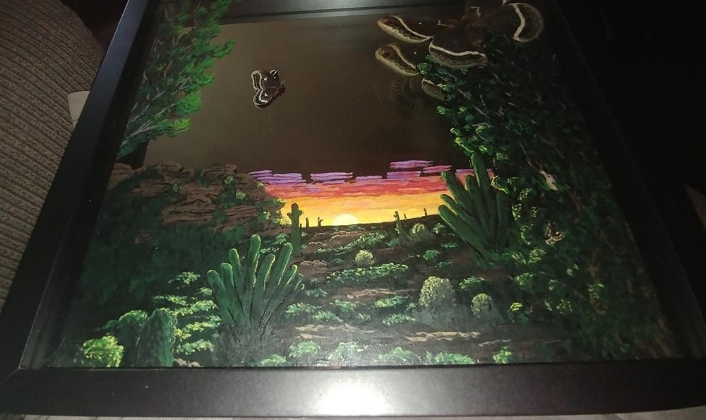 shadow box wall art taxidermy real insects