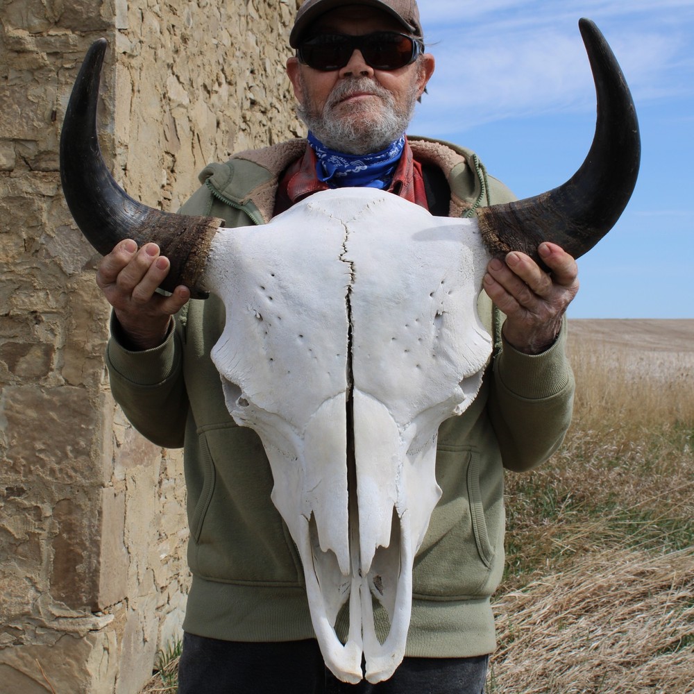 Buffalo Bison Head Skull Horns