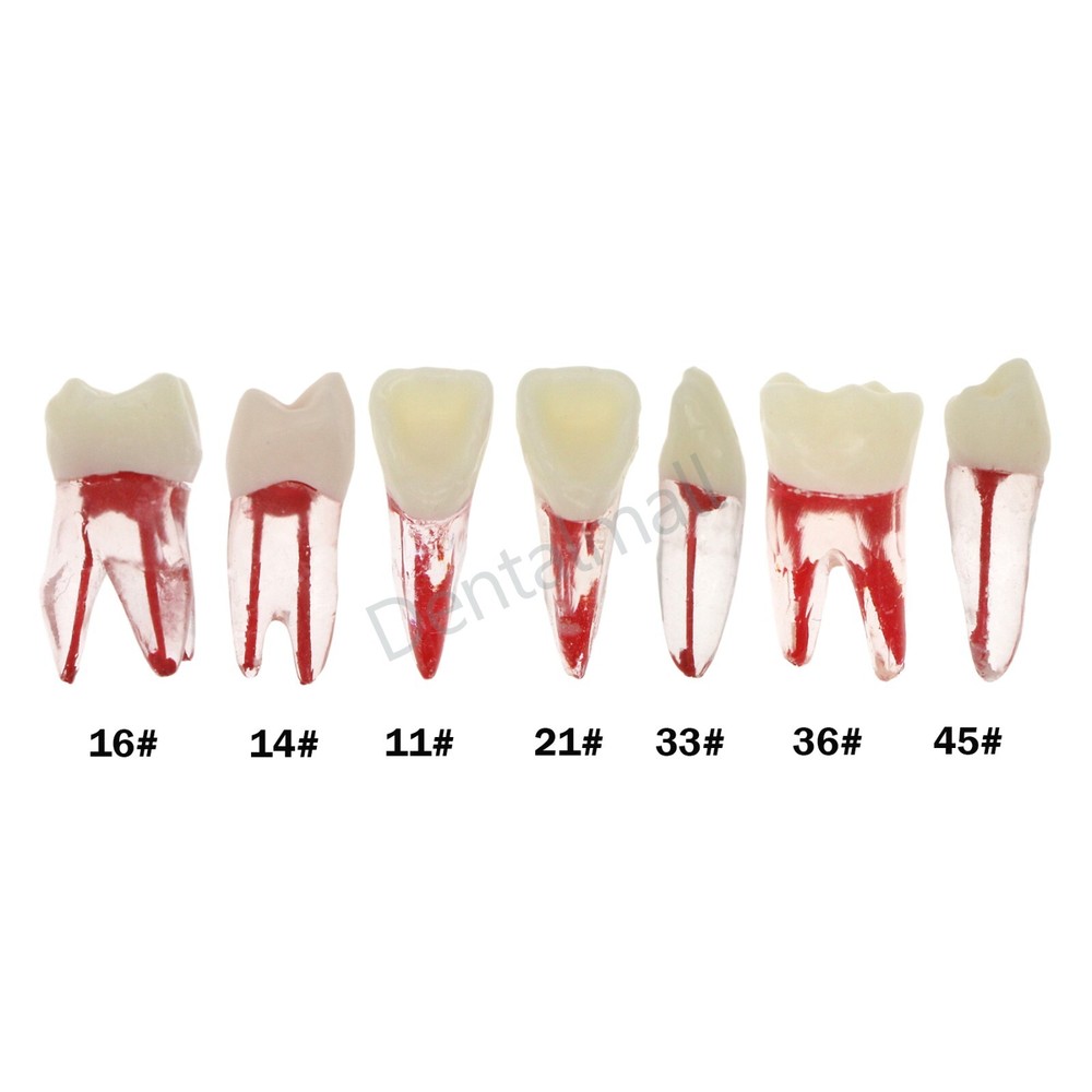7 Pcs Dental Root Canal Practice Model Teeth Pulp Study RCT Endo File 16 36