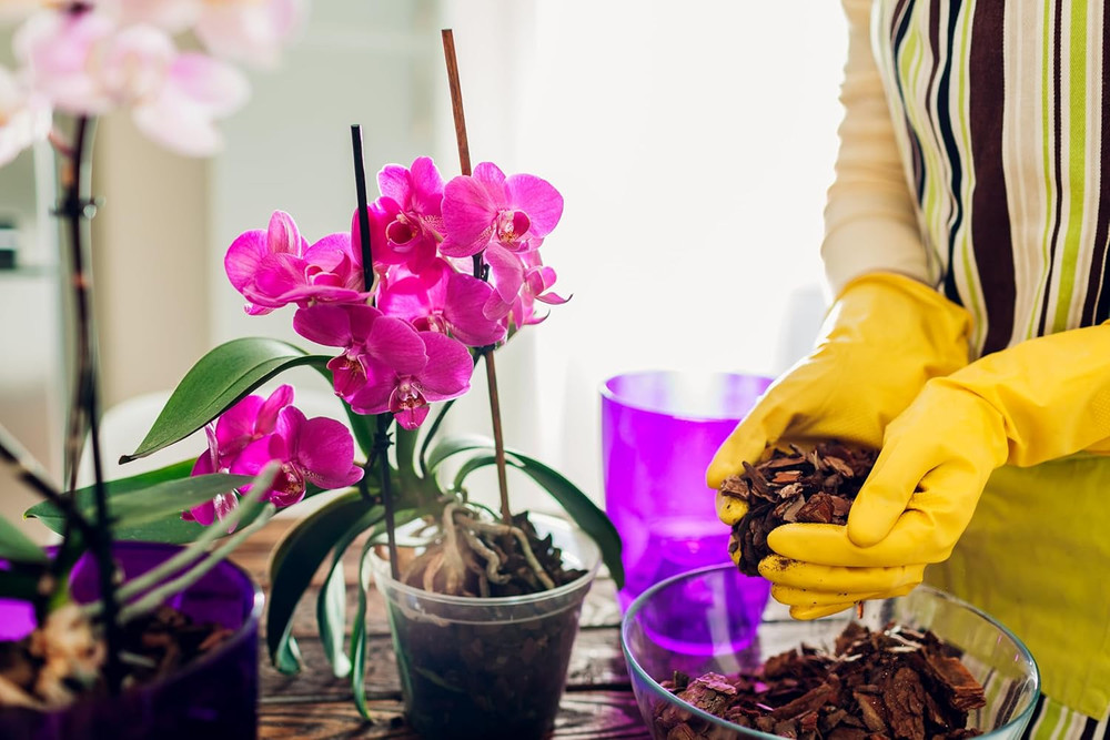 Sun Bulb 5011 Phalaenopsis Mix, 8 Quarts